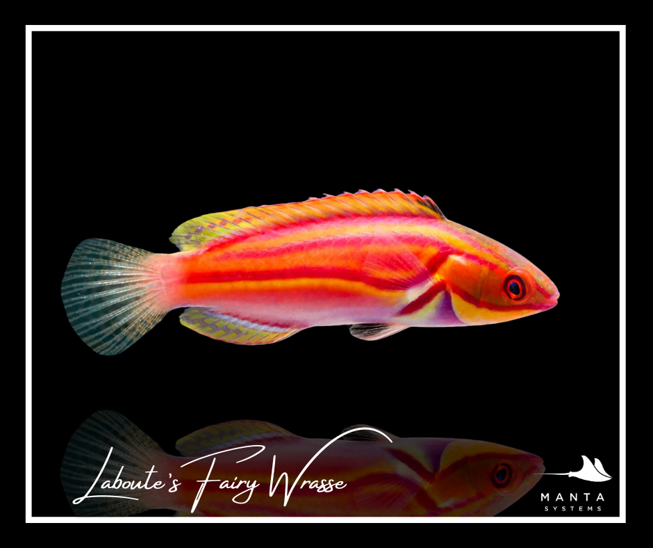 Laboute Wrasse